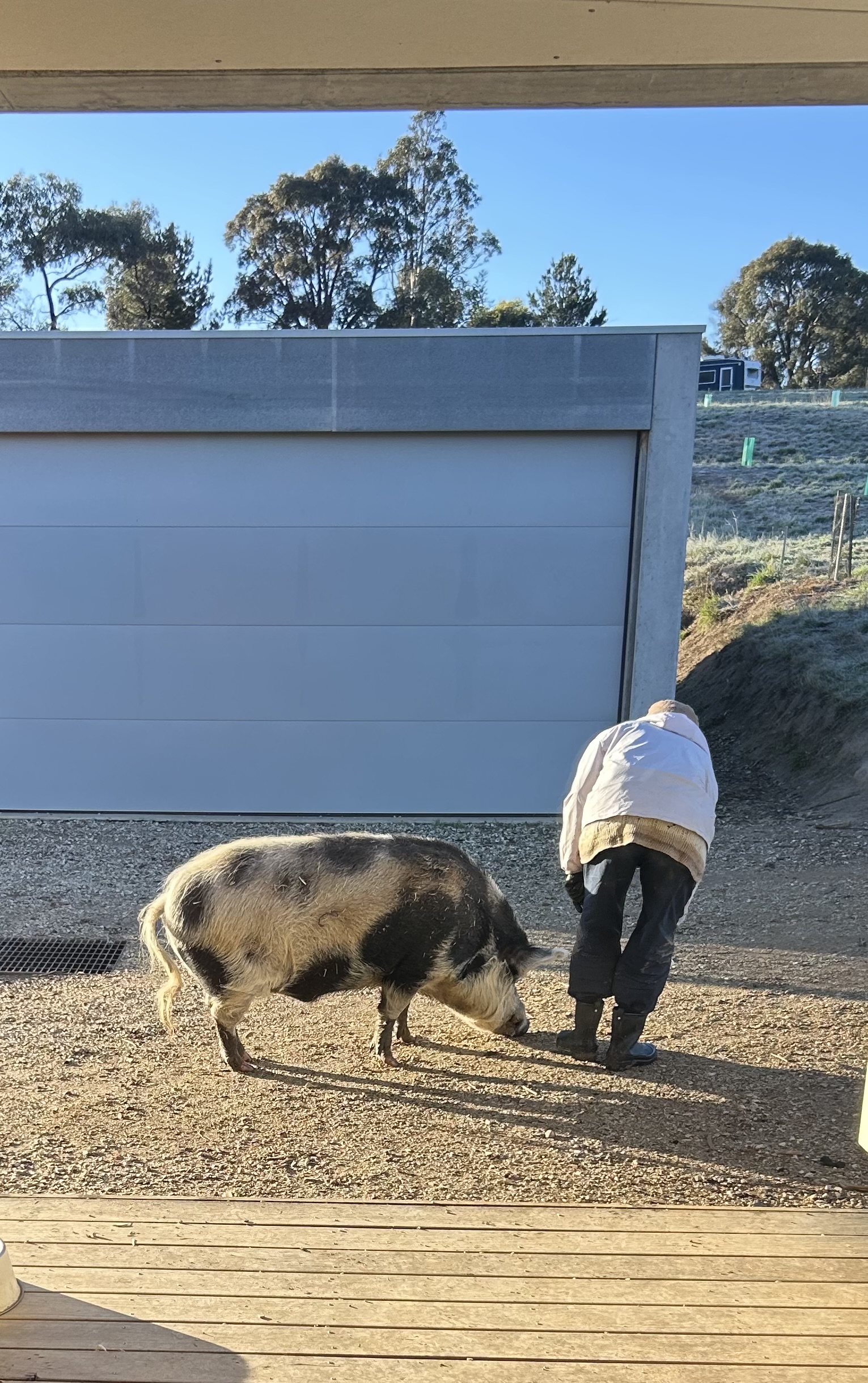 Percy the Pig with a WWOOFer at The Farm at Mirrim Wurnit