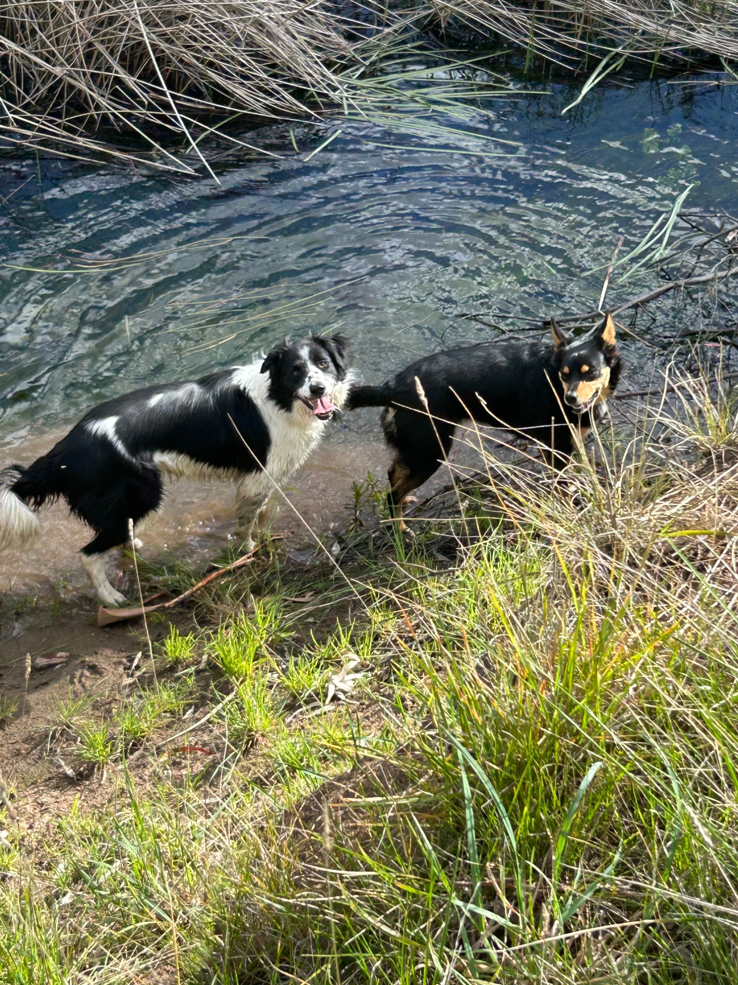 Dogs playing in Deep Creek at The Farm at Mirrim Wurnit