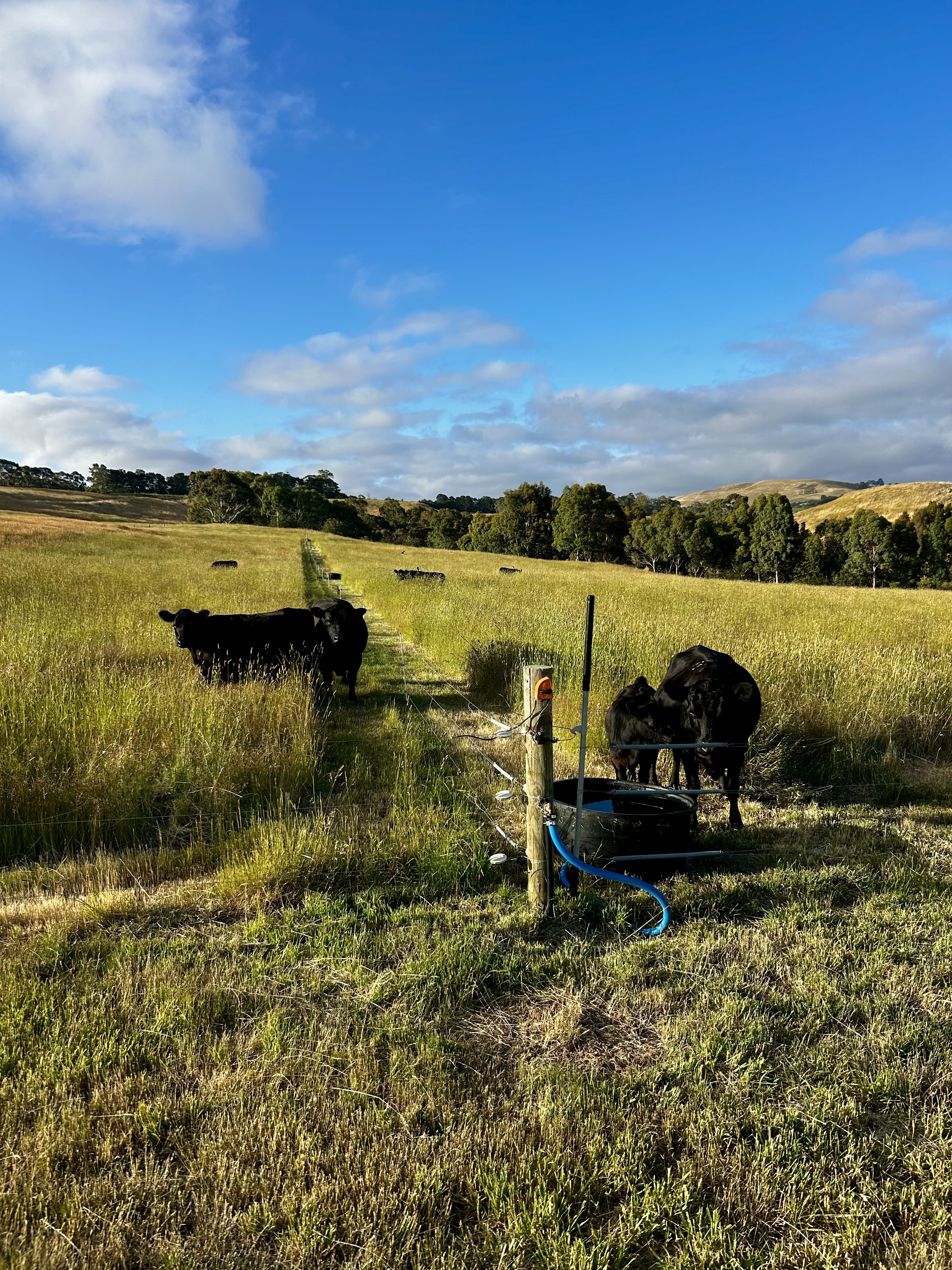 Dexter/Lowline cattle on the rotational grazing paddocks at Mirrim Wurnit, Macedon Ranges