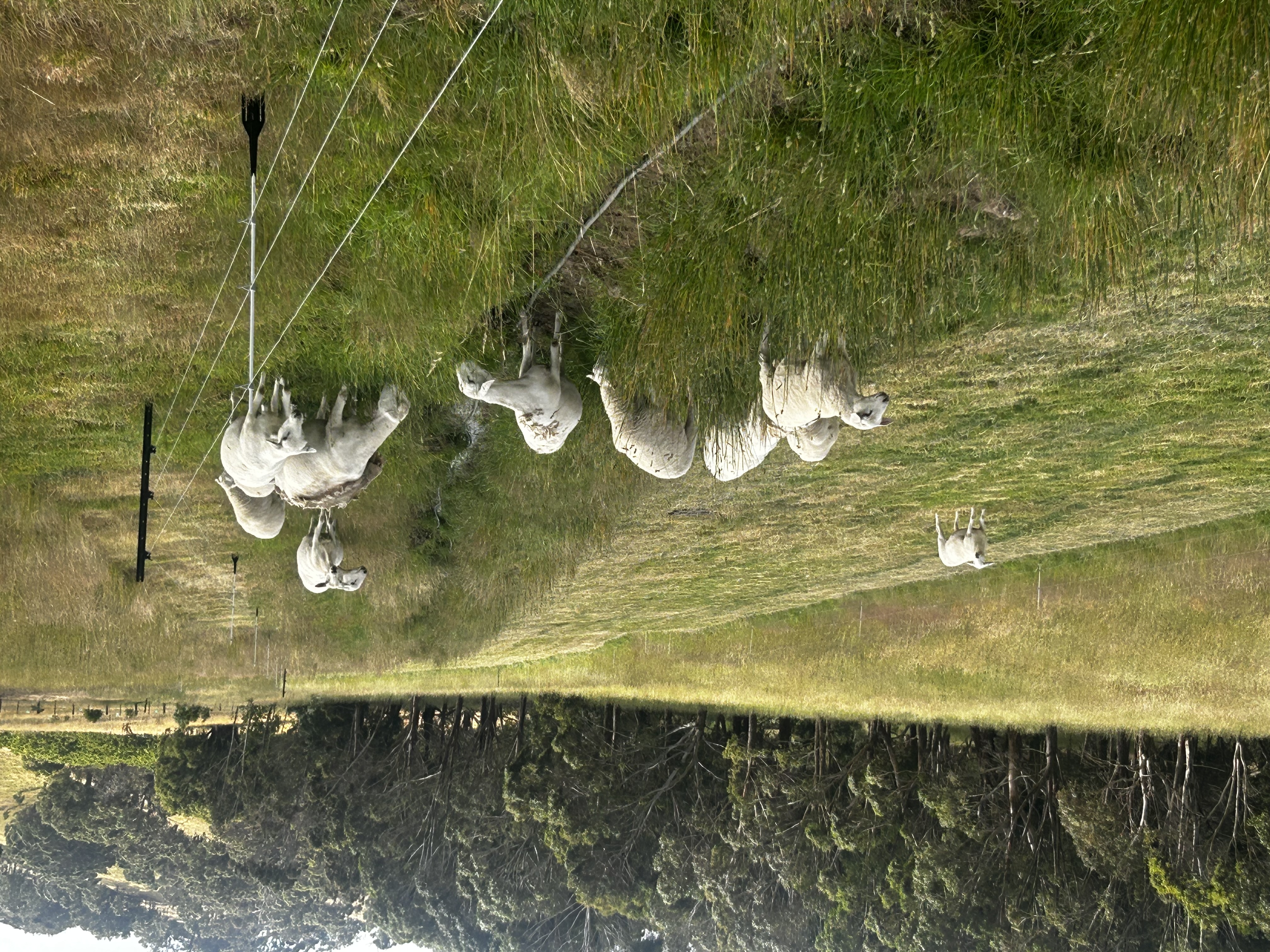Aussie White sheep grazing along a completed contour swale at The Farm at Mirrim Wurnit