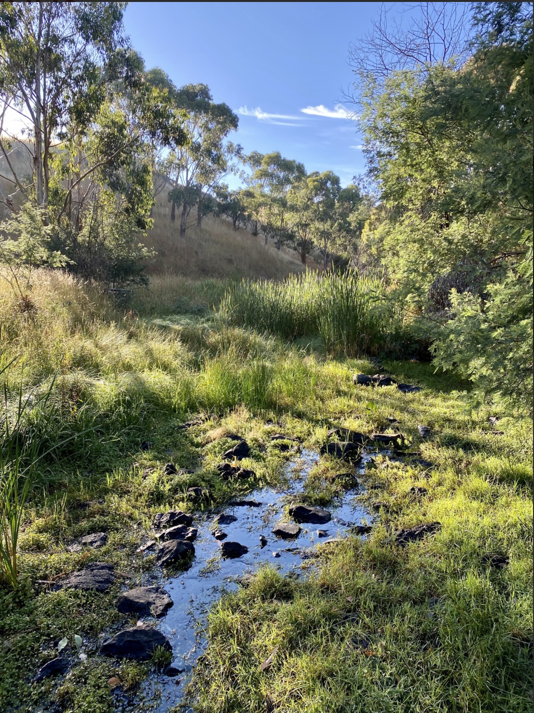 Deep Creek — Mirrim Wurnit — rocks, reeds and eucalypts
