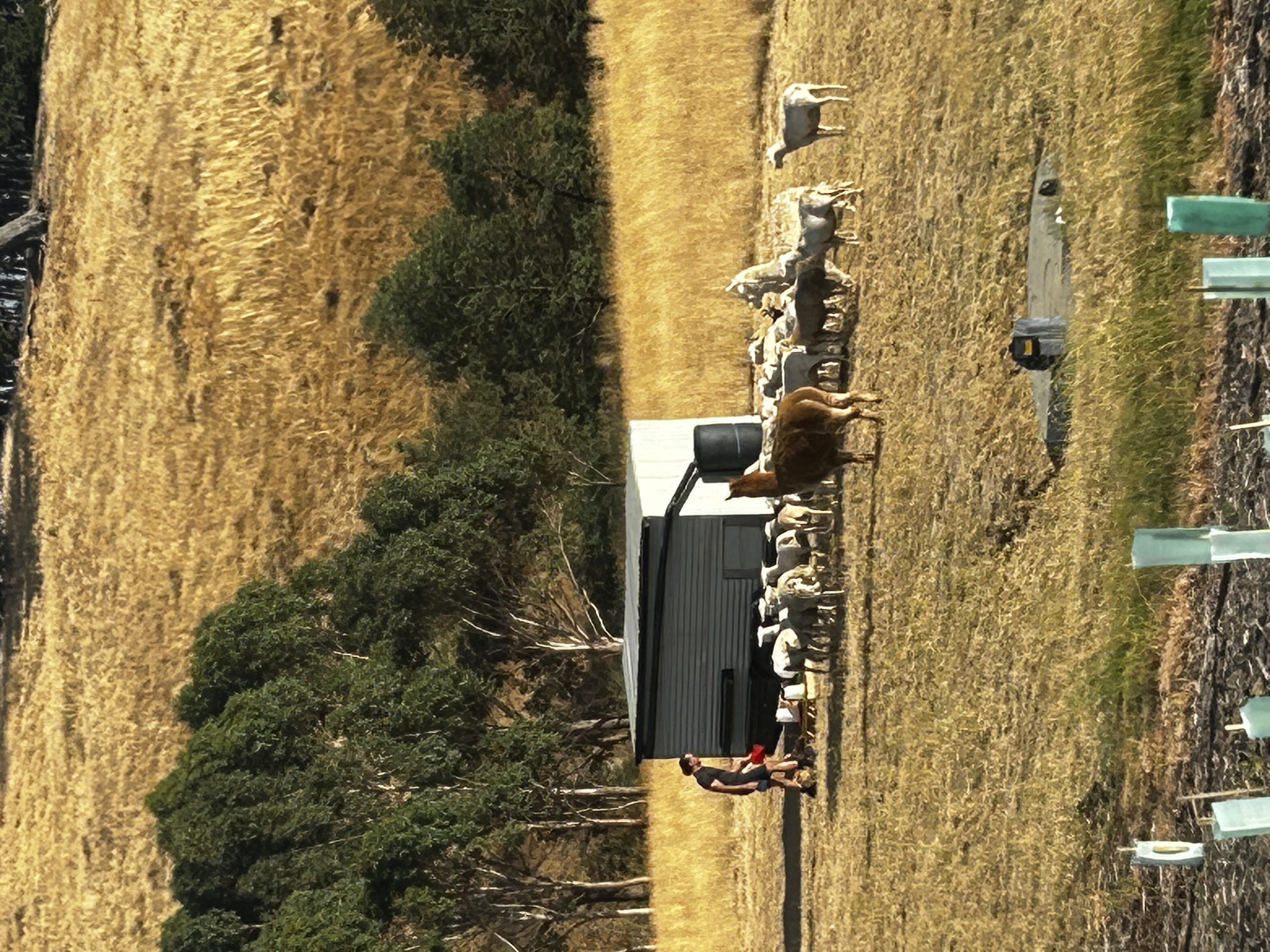 Aussie White sheep and alpaca at feeding time, Mirrim Wurnit · tree guards for new plantings in the foreground