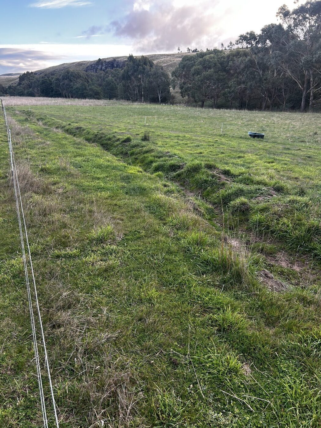 Contour swale installed in winter 2025, with visible green growth below the berm