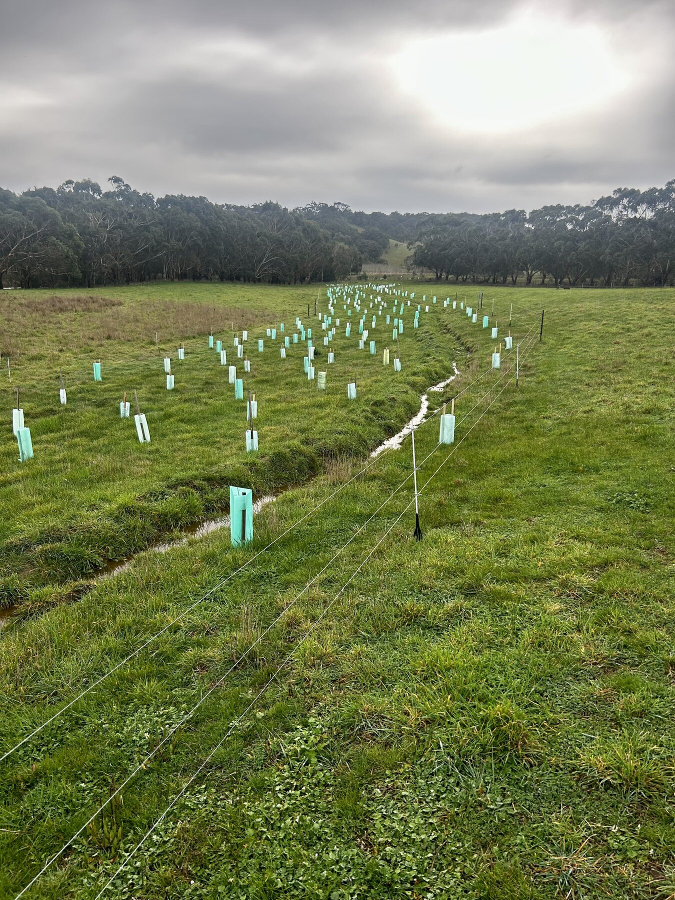 Young native plantings protected by tree guards below a water-filled contour swale in the home paddock