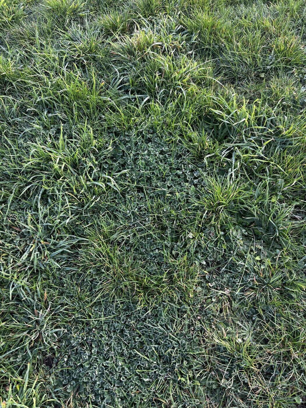 Close-up of recovering sward with ryegrass and clover filling inter-tussock spaces