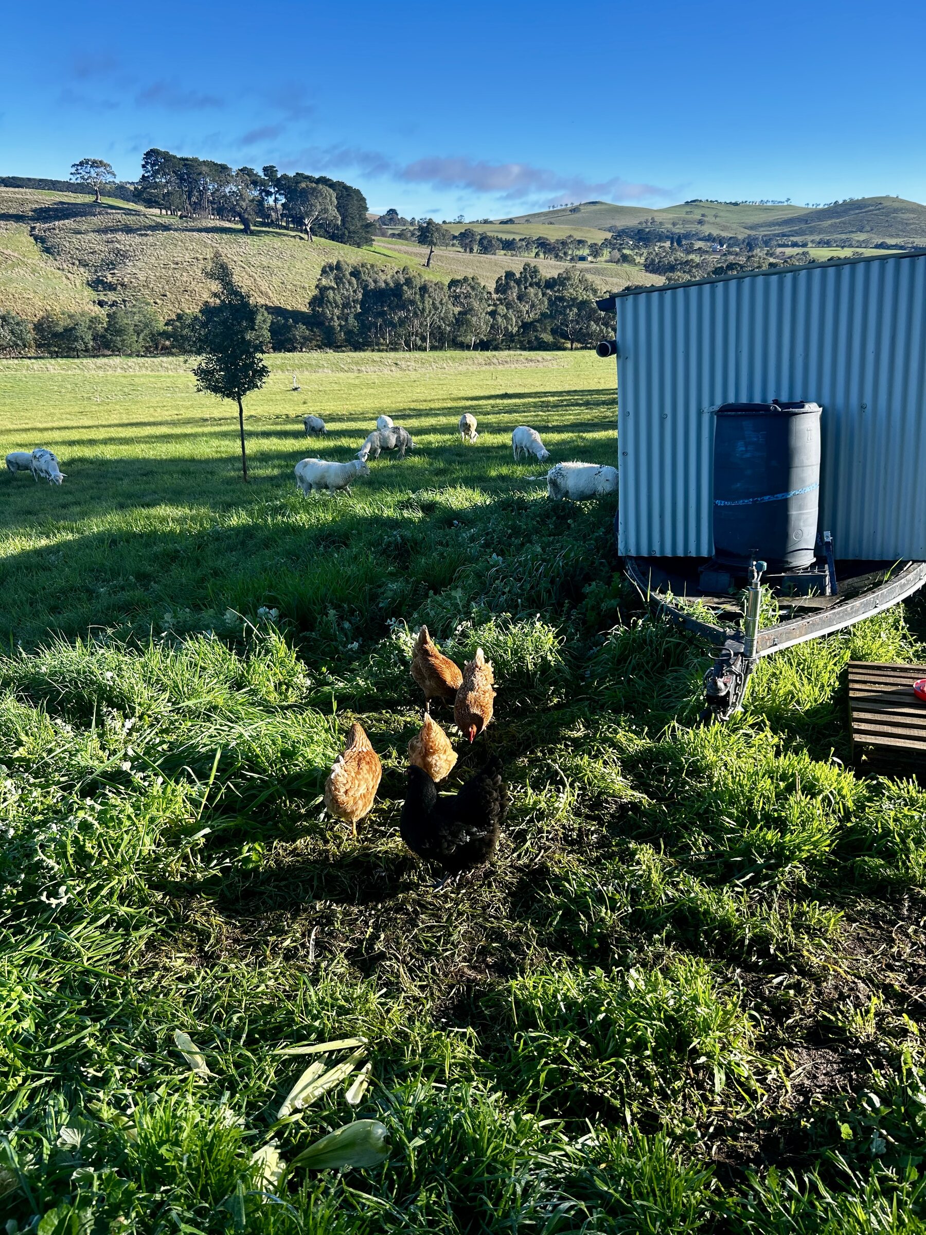 Sheep and chickens grazing beside the mobile shelter at Mirrim Wurnit